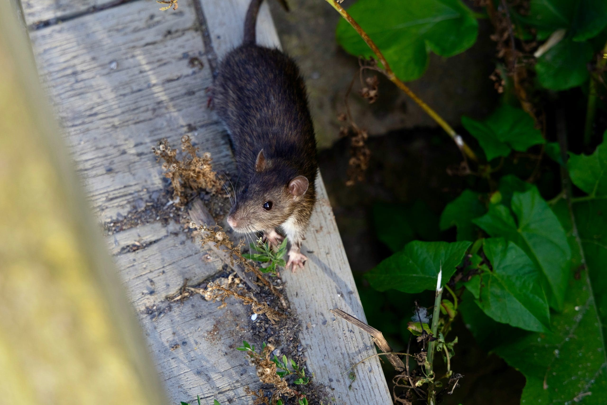 mouse on the decking outside