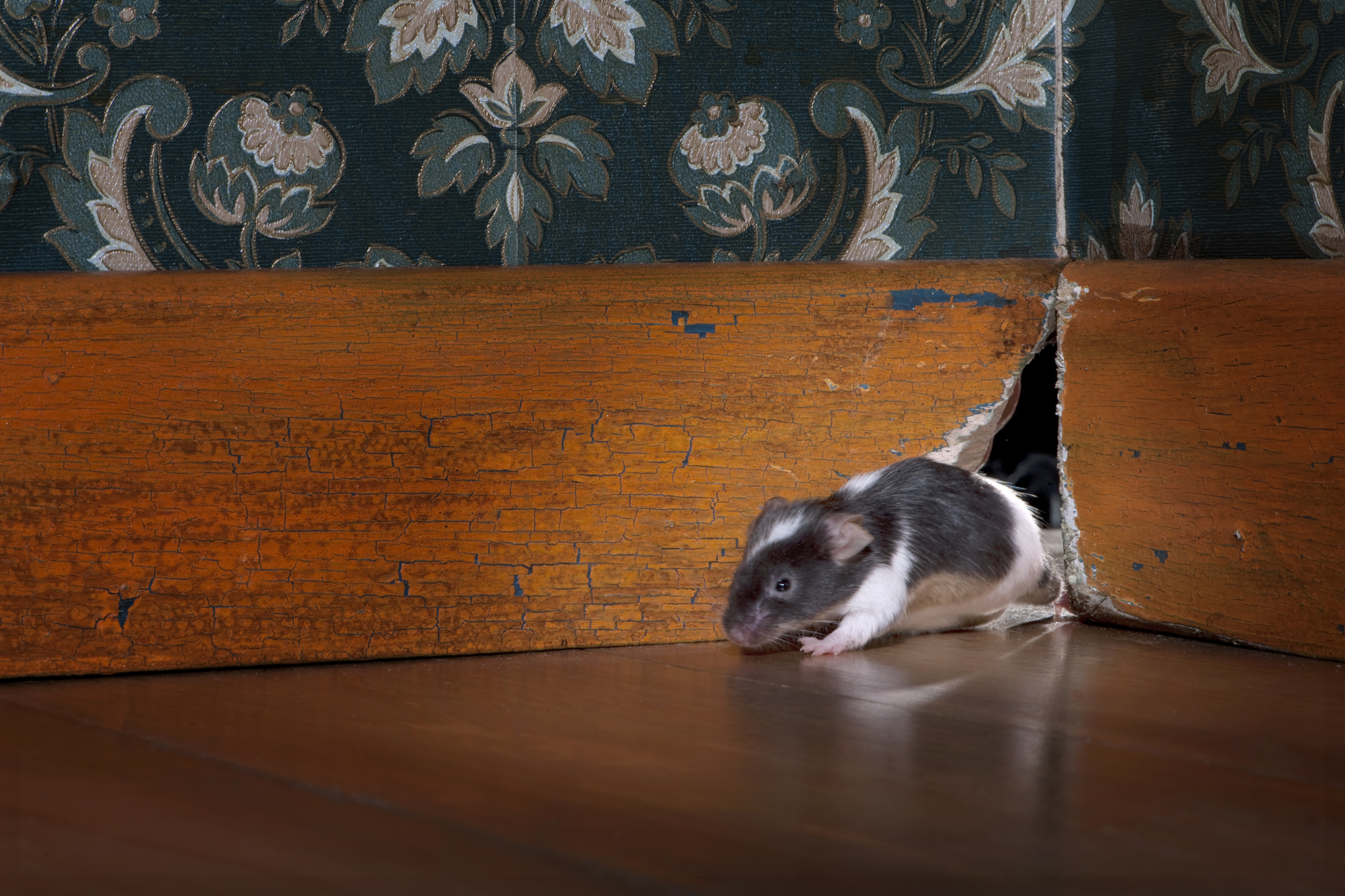 mouse getting out ot her hole in a luxury old-fashioned roon